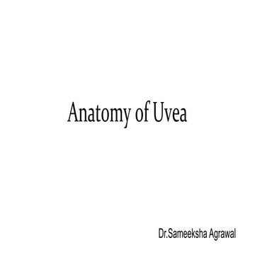 Anatomy of uvea