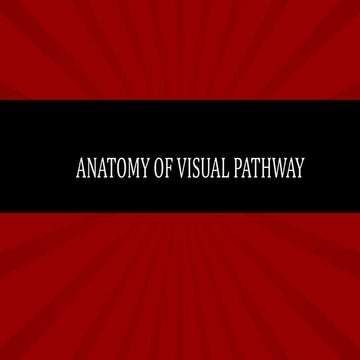 visual pathways sivateja