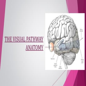 ANATOMY OF VISUAL PATHWAY - DR.RUTHRA.pptx