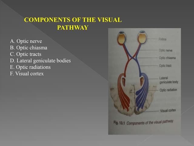Visual pathway and lesion | PPTX