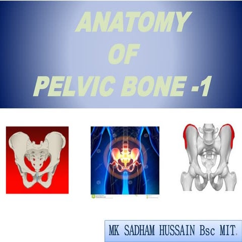Anatomy   pelvic bone