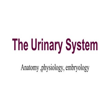 Anatomy physiology and embryology of urinary tract