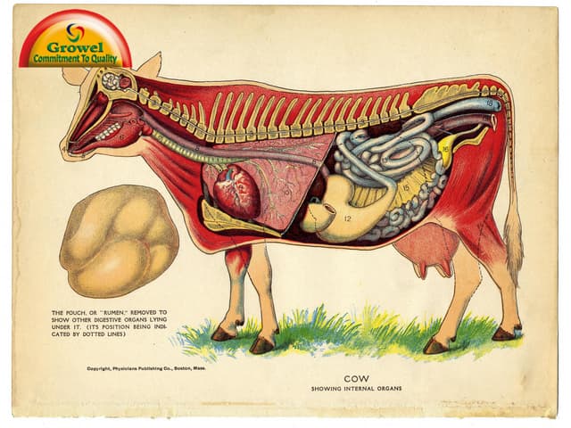 Chicken Anatomy & Physiology | PDF