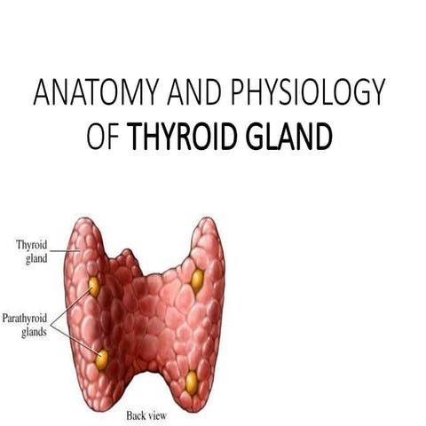 ANATOMY AND PHYSIOLOGY OF THYROID GLAND / TRIANGLEs RELATED TO THYROID ...