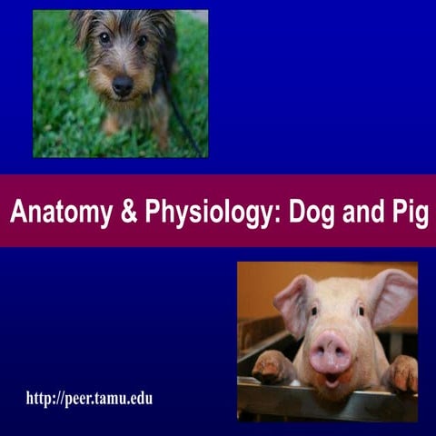 Anatomy Presentation | PPT