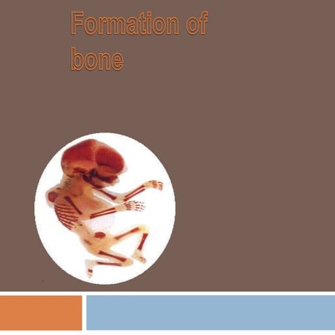 Formation of Bone 