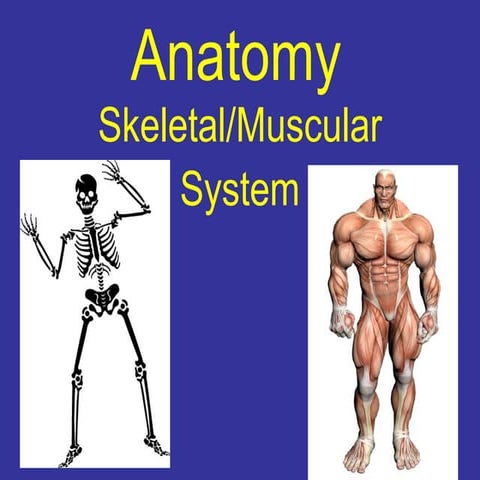 Anatomy skeletal muscular