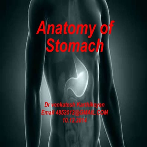 Anatomy of stomach