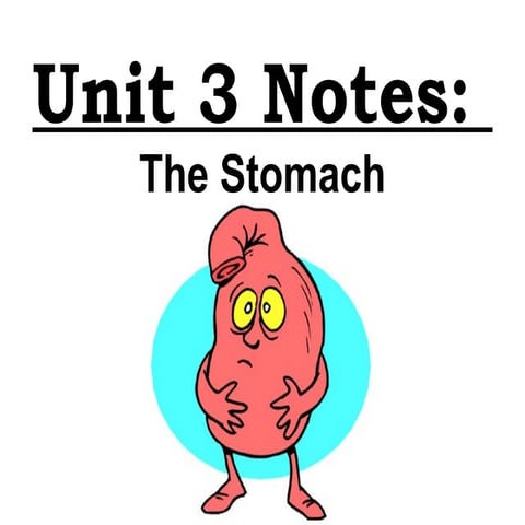 Anatomy Unit 3 Notes:  The Stomach
