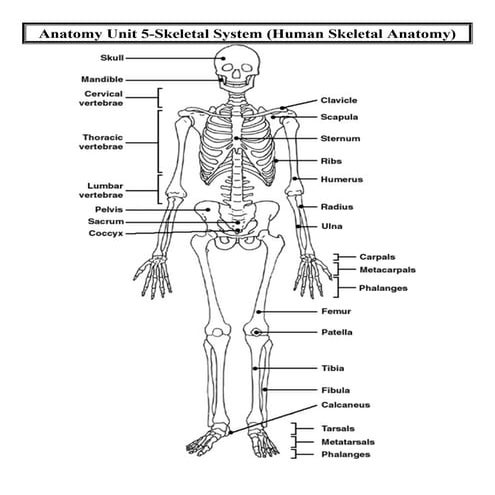 Anatomy unit 5 skeletal and muscular systems human skeletal anatomy diagram