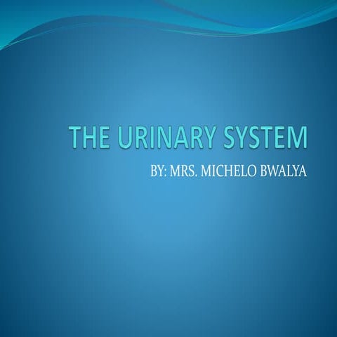 anatomy urinary system.pptx