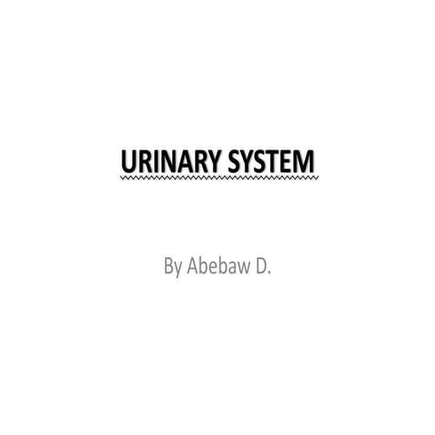 Anatomy Urinary System.ppt