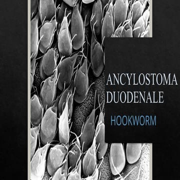 Hookworm | PPTX