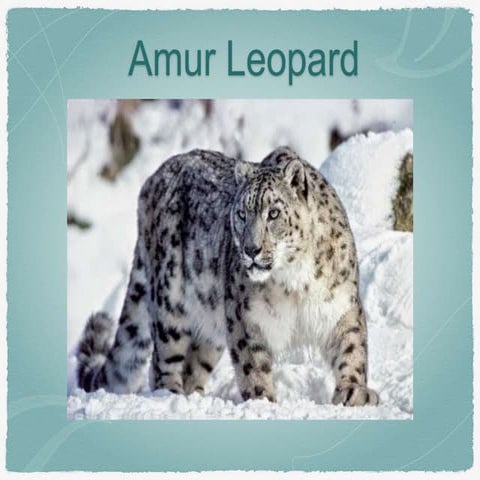 Snow Leopards | PPTX