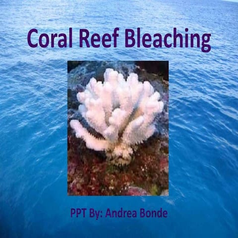 coral reef bleaching