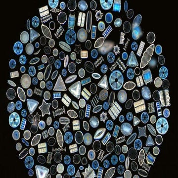 pechakucha-diatoms