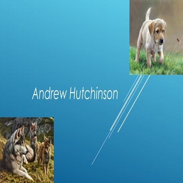 Andrew hutchinson