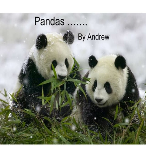 Andrew Pandas