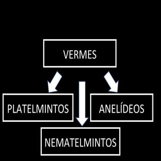 Anelídeos