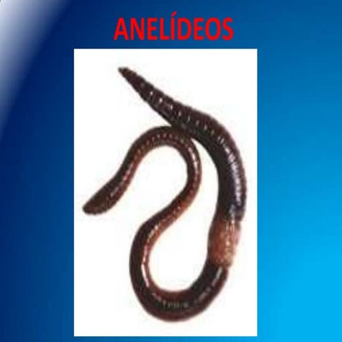 Anelídeos - 2º Ano Ensino Médio - Biologia