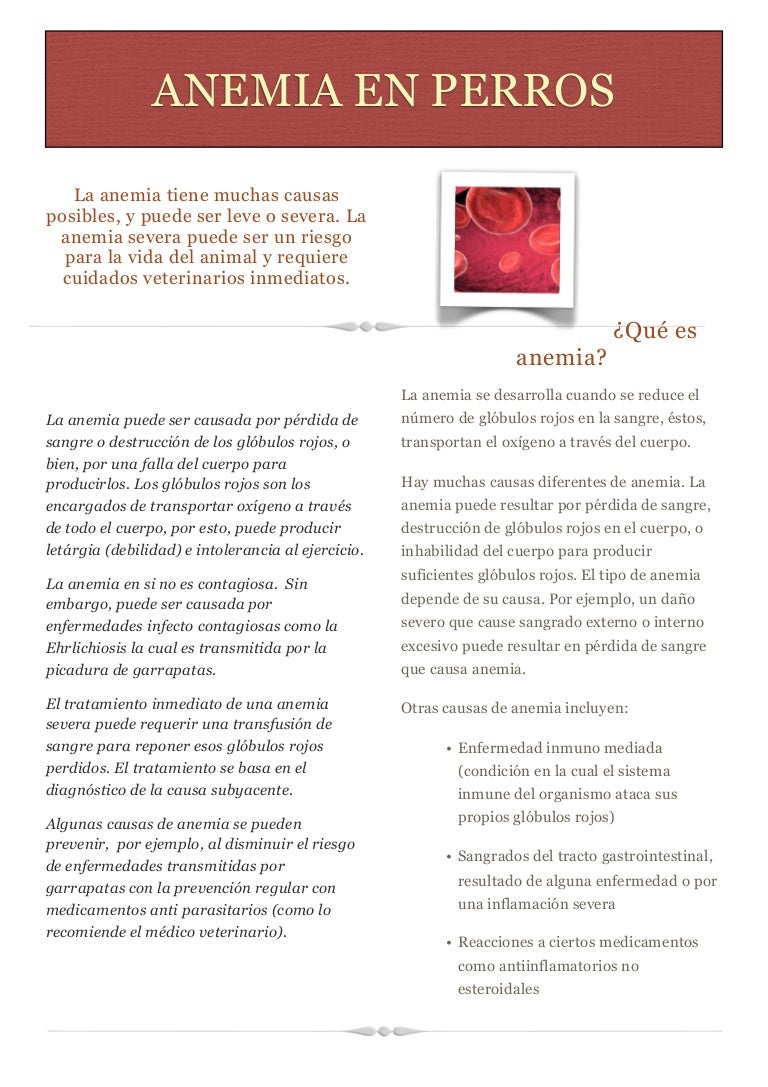 Tiene Cura La Anemia Hemolítica En Perros 18+ Anemia Hemolitica En Perros Hemograma Pictures - Alvin E. Smith