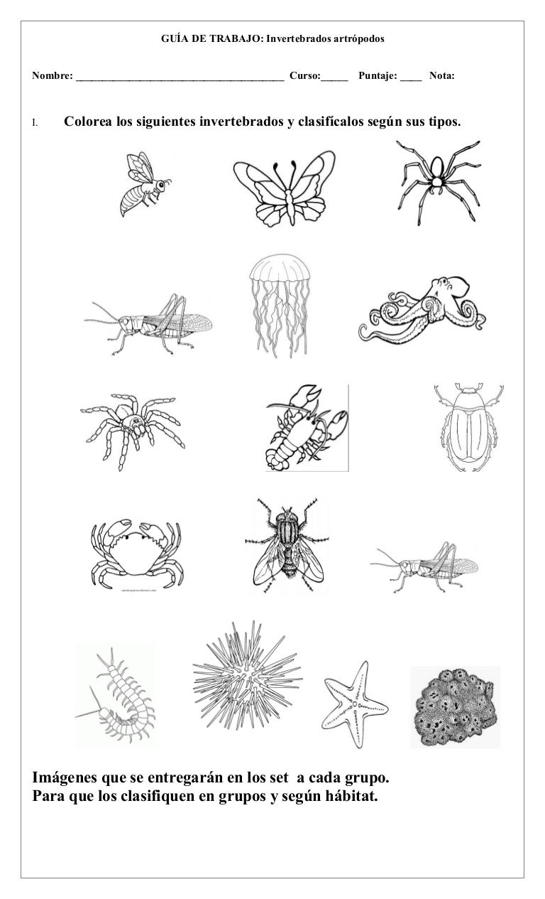 Anexos Invertebrados