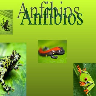 Anfibios