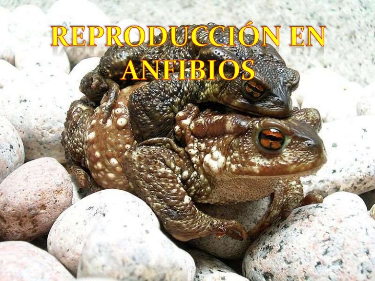 Reproduccion en Anfibios Reproduccion en Anfibios