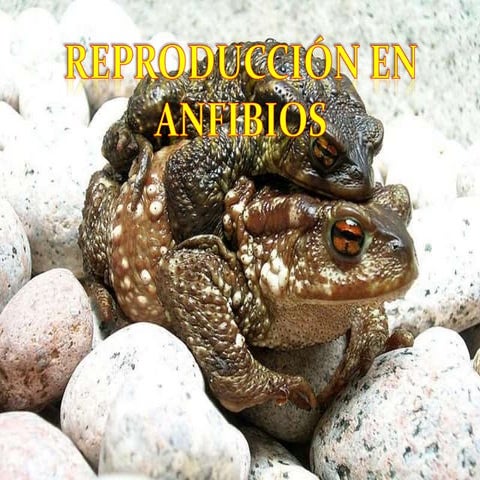 Reproduccion en Anfibios
