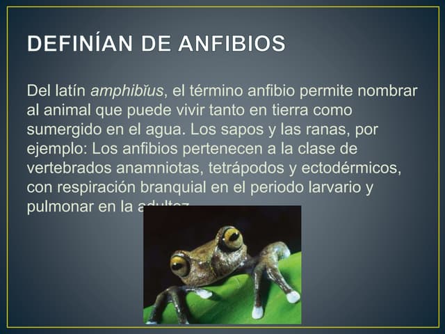 Anfibios