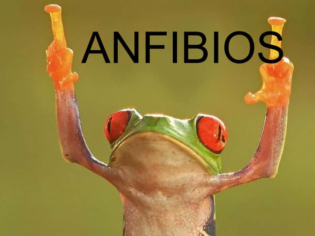 Anfibios 