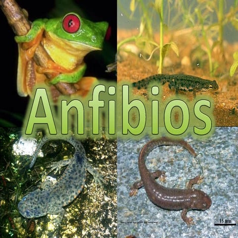 Anfibios 2003