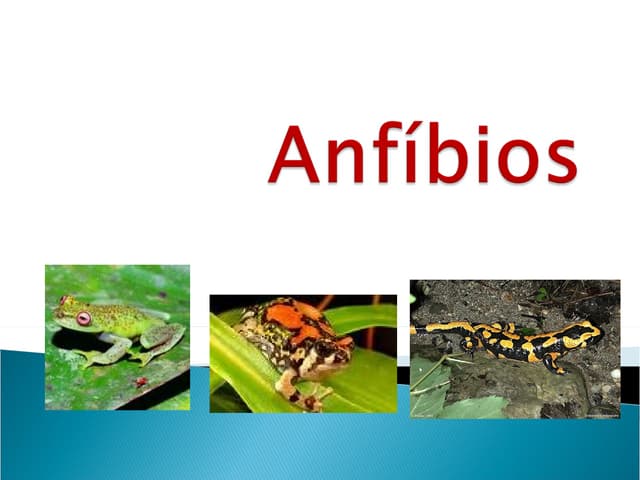 Anfibios 5º ano