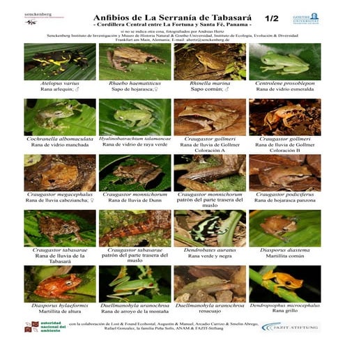 Anfibios de la serranía de tabasará 2010 small | PDF
