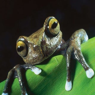 Anfibios Salud Ecuador 2011