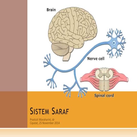 Anatomi Fisiologi Sistem Saraf | PPT