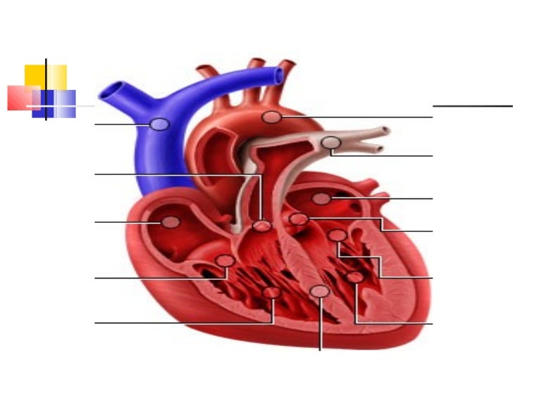 Anfis Kardiovaskuler