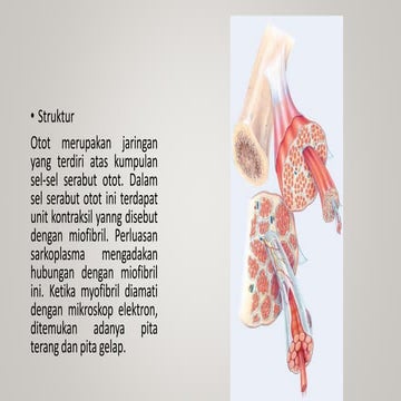Sistem Otot pada Manusia | PPTX