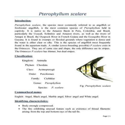 Angel fish-Pterophyllum scalare