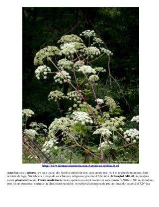 Angelica planta medicinala
