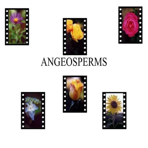 Angeosperms