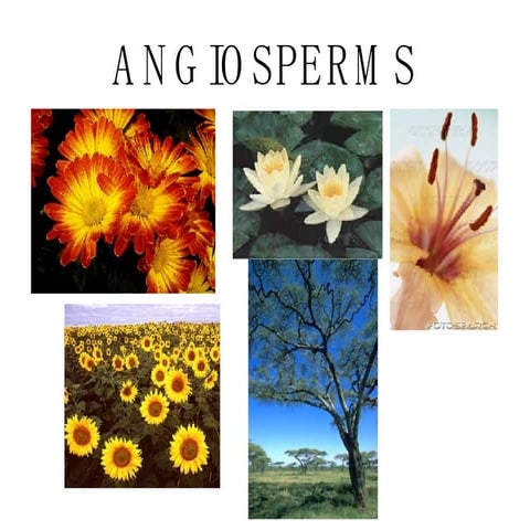 Angiosperm notes