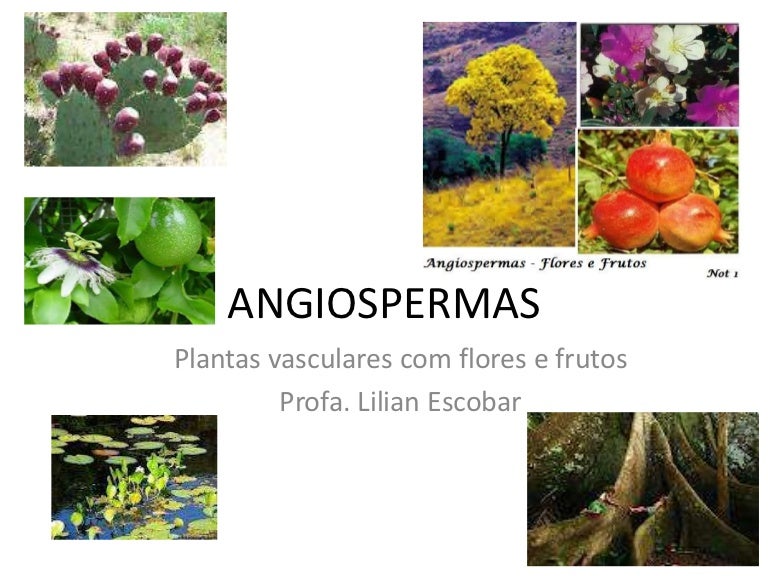 Em Relação às Raízes De Angiospermas é Correto Afirmar Que