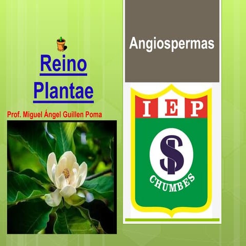 Angiospermas