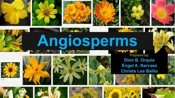 Rhyniophyta | PPT