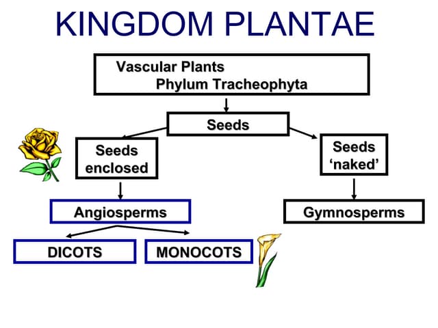 Angiosperms 2016
