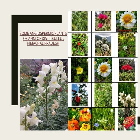 Some Flowering plants of Himachal Pradesh | DOCX