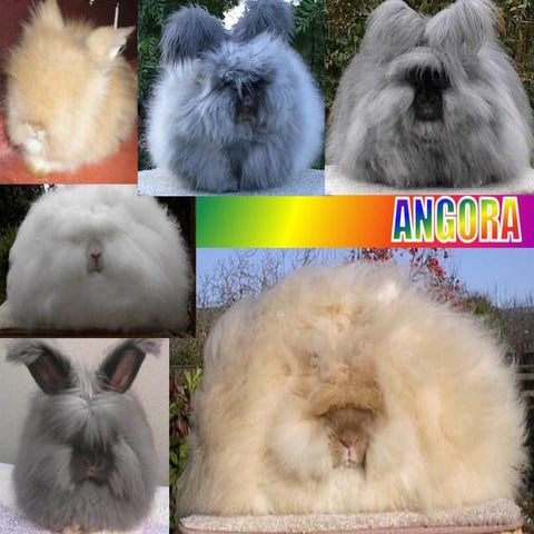 Angora Presentation PPT