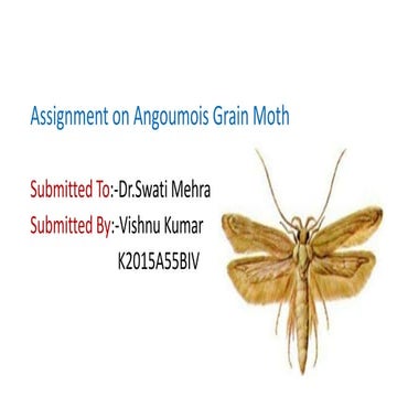 Angoumois grain moth | PPT