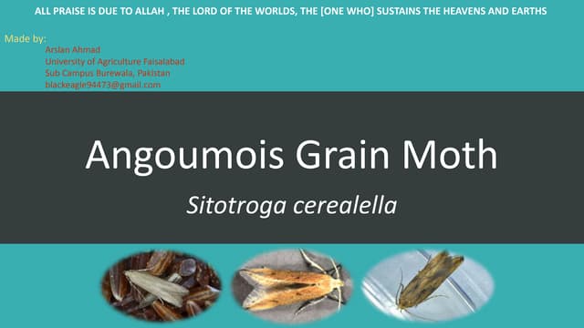 Angoumois Grain Moth